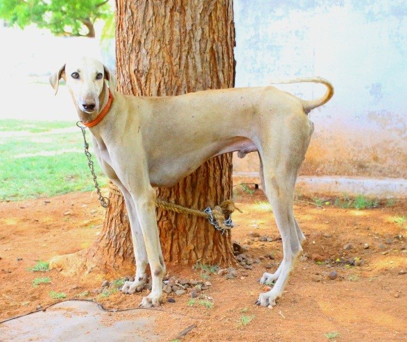 CHIPIE N° 6 BUVARD CHIPIE INDIAN DOG RESERVATION 